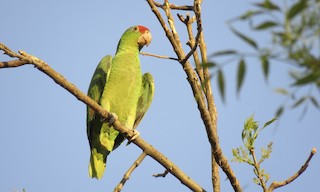  - Red-crowned Parrot