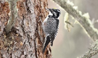  - American Three-toed Woodpecker