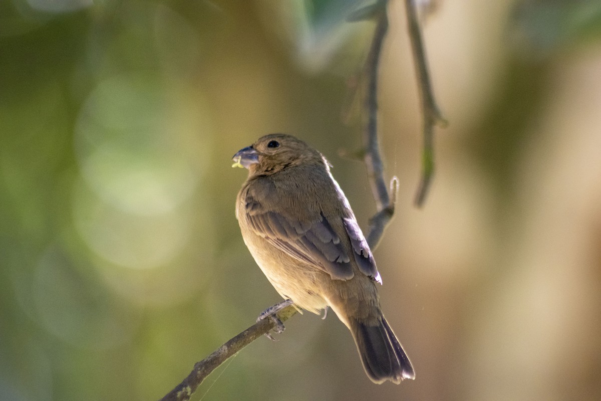 Yellow-bellied Seedeater - ML299725681