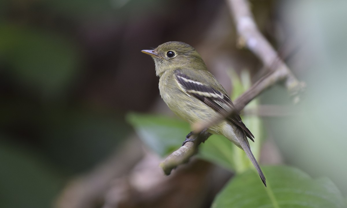 Yellow bellied Flycatcher Empidonax flaviventris Birds of the World