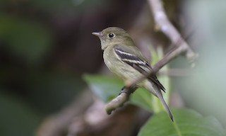  - Yellow-bellied Flycatcher