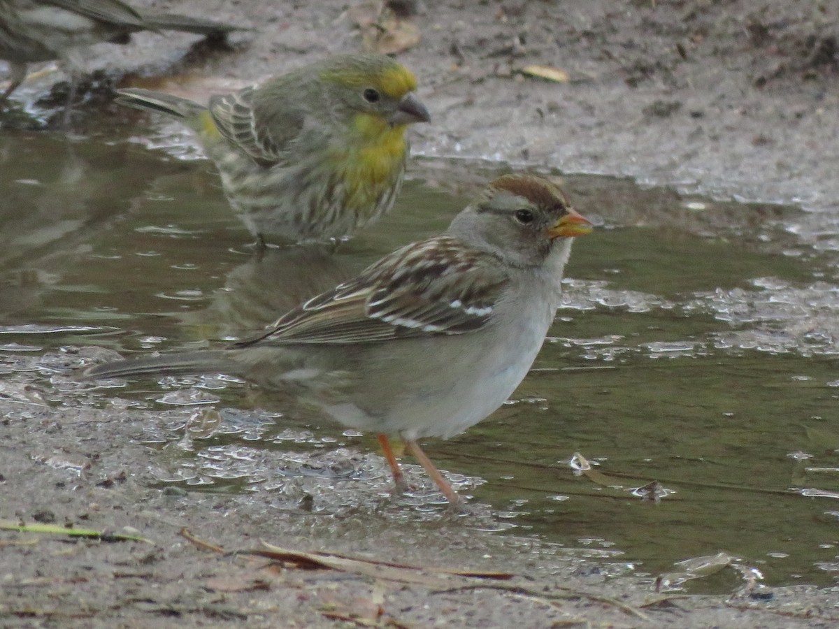 White-crowned Sparrow - ML299725801