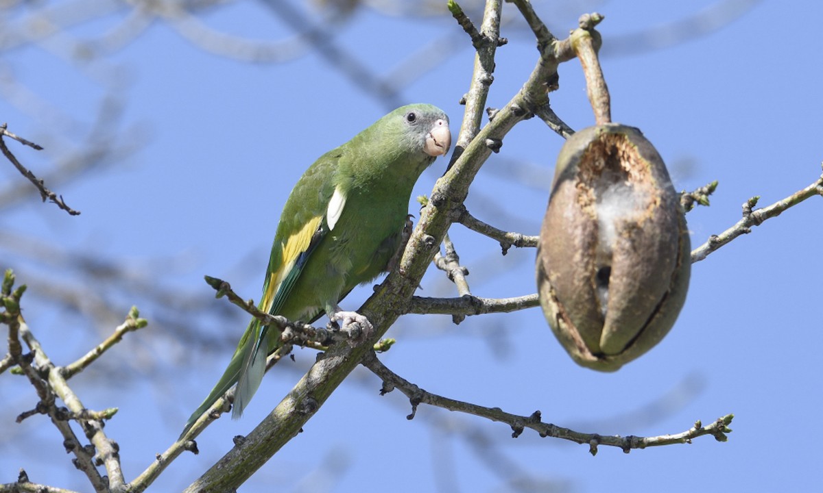 White hot sale winged parakeet