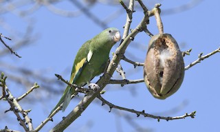  - White-winged Parakeet