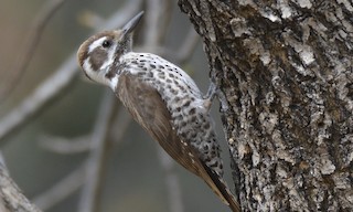 - Arizona Woodpecker