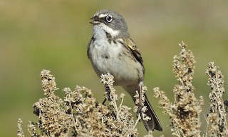  - Sagebrush Sparrow