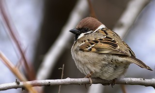  - Eurasian Tree Sparrow