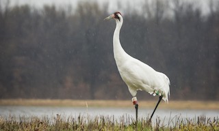  - Whooping Crane