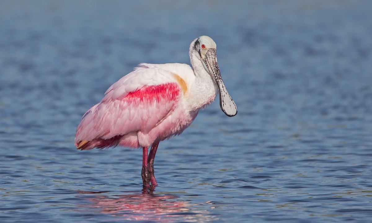 Roseate Spoonbill - Platalea ajaja - Birds of the World