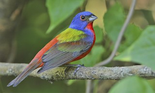  - Painted Bunting