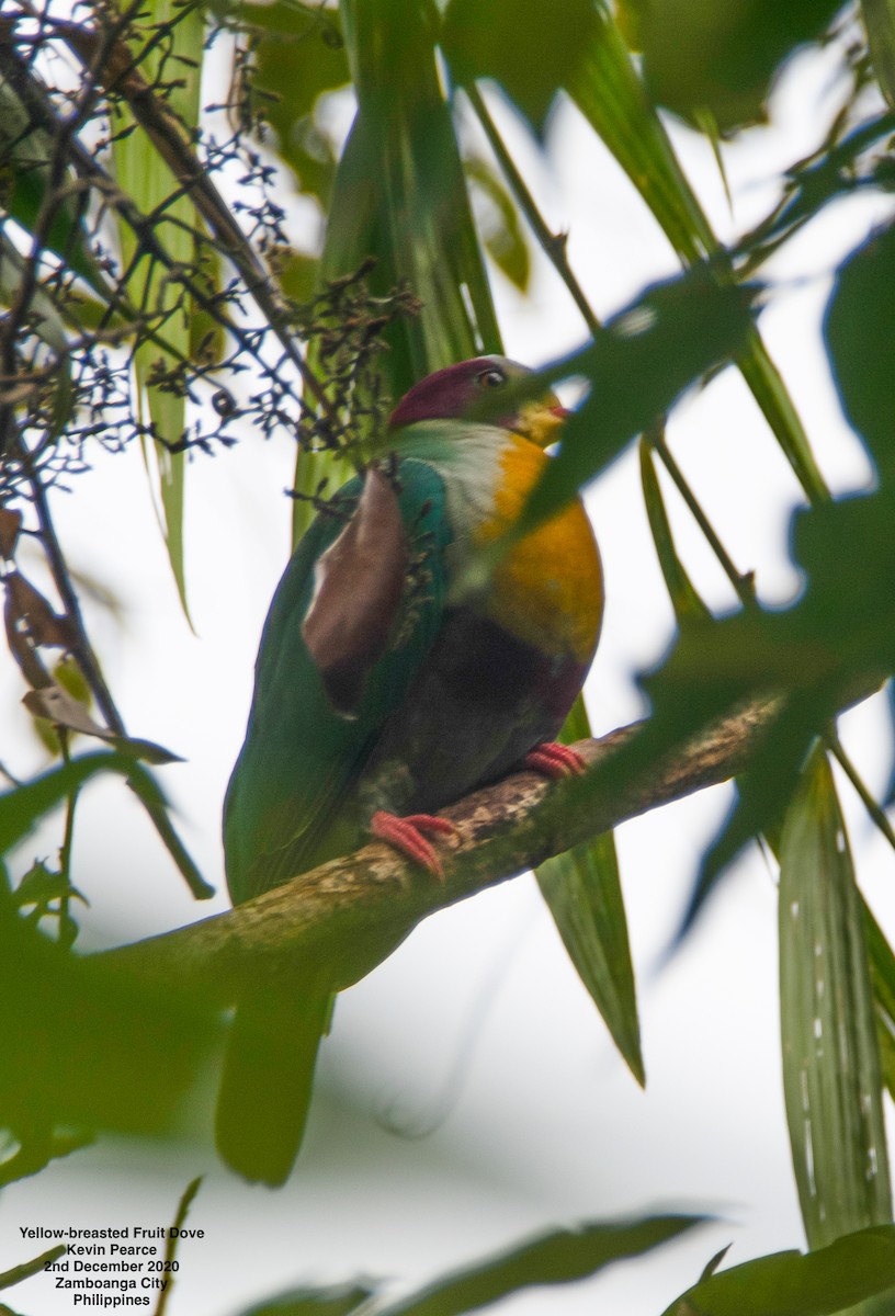 Yellow-breasted Fruit-Dove - Kevin Pearce