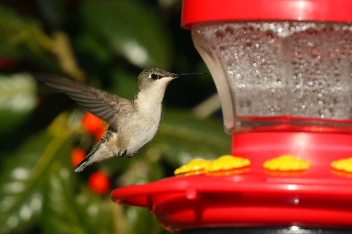 Ruby-throated Hummingbird - ML299728651