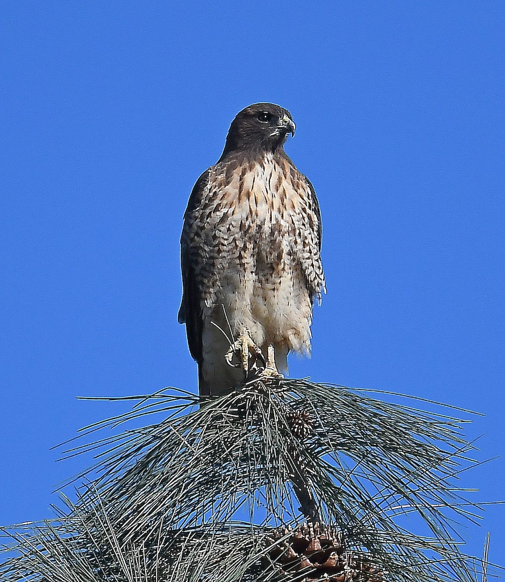 Red-tailed Hawk - ML299728851