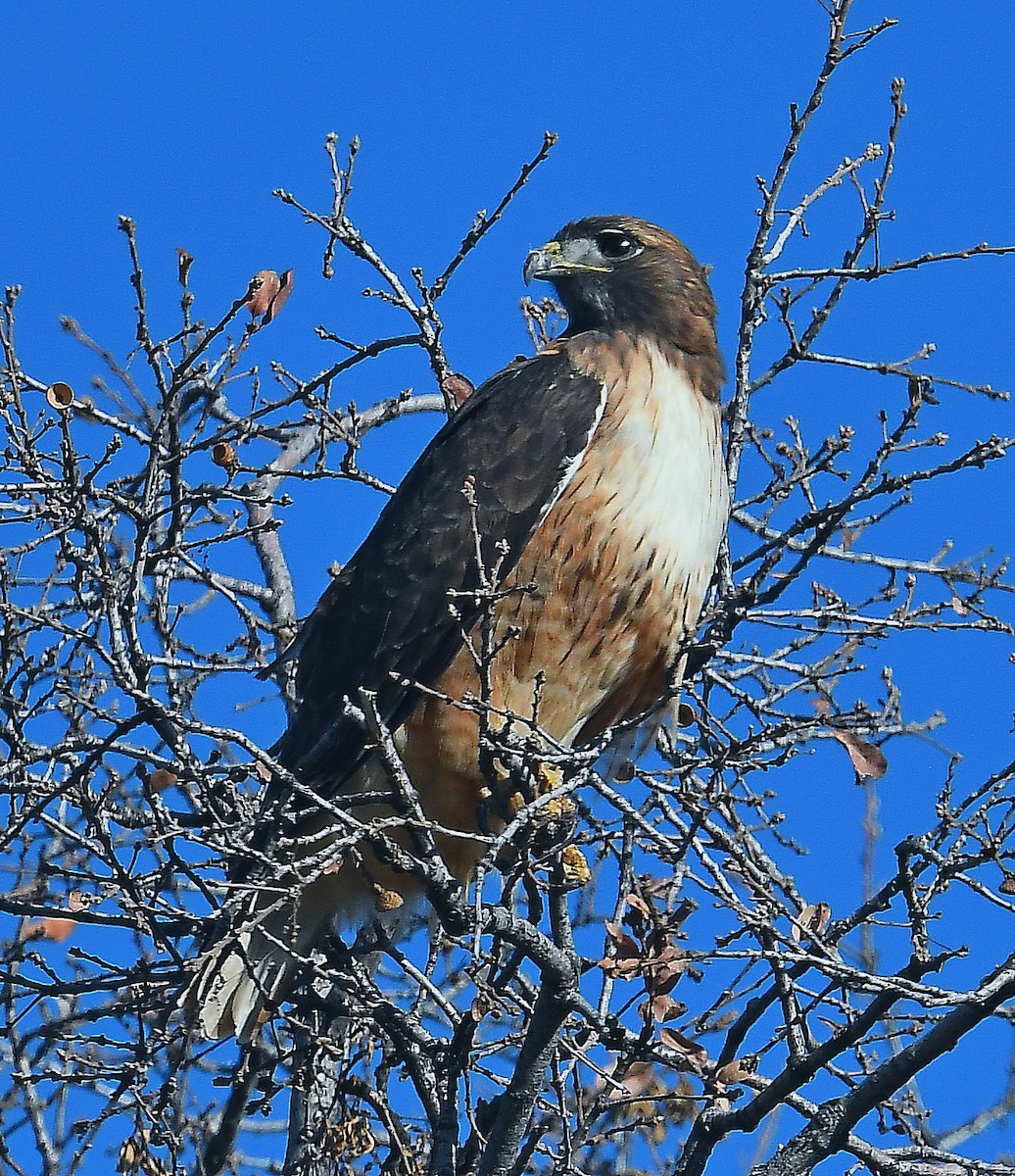 Red-tailed Hawk - ML299728871