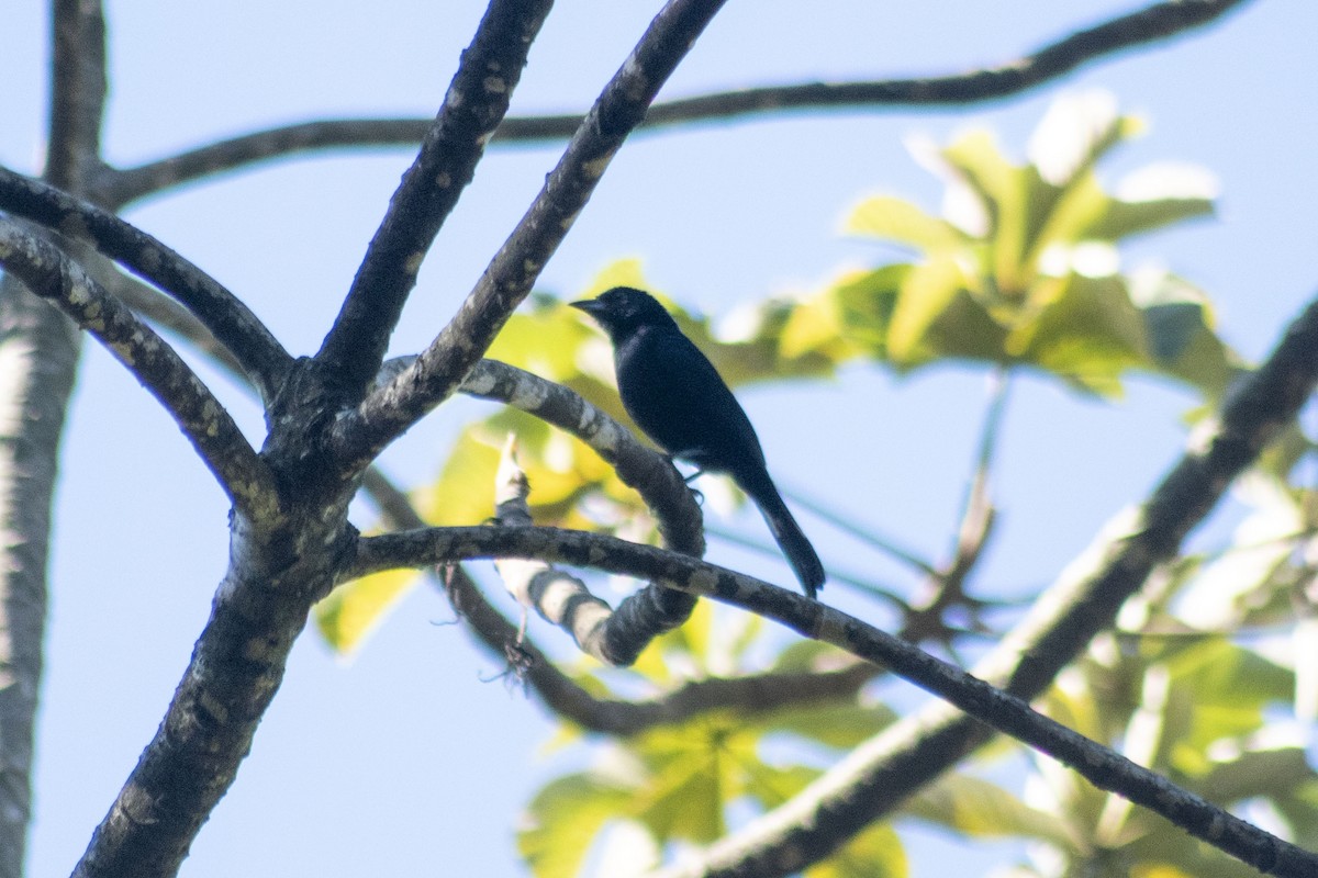 White-lined Tanager - ML299728901