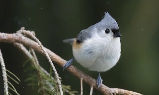  - Tufted Titmouse