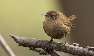  - Winter Wren