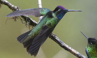  - Talamanca Hummingbird