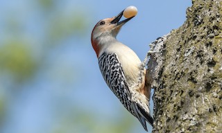  - Red-bellied Woodpecker