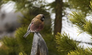  - Brown-capped Rosy-Finch