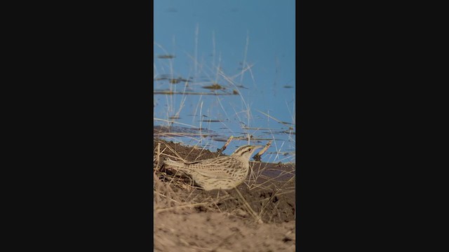 Chihuahuan Meadowlark - ML299731251