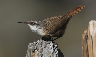  - Canyon Wren