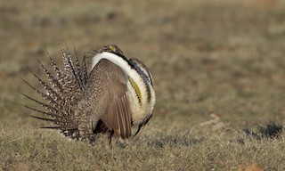  - Greater Sage-Grouse