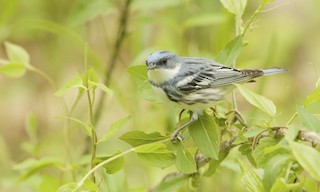  - Cerulean Warbler