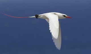  - Red-tailed Tropicbird