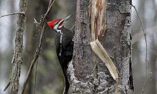  - Pileated Woodpecker