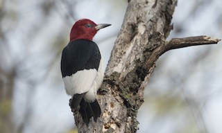  - Red-headed Woodpecker