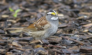  - White-throated Sparrow