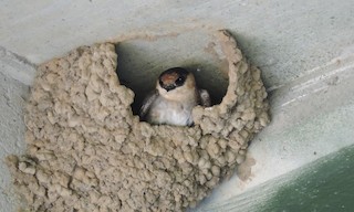  - Cave Swallow (Texas)