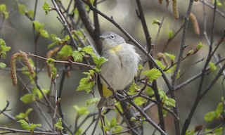  - Virginia's Warbler