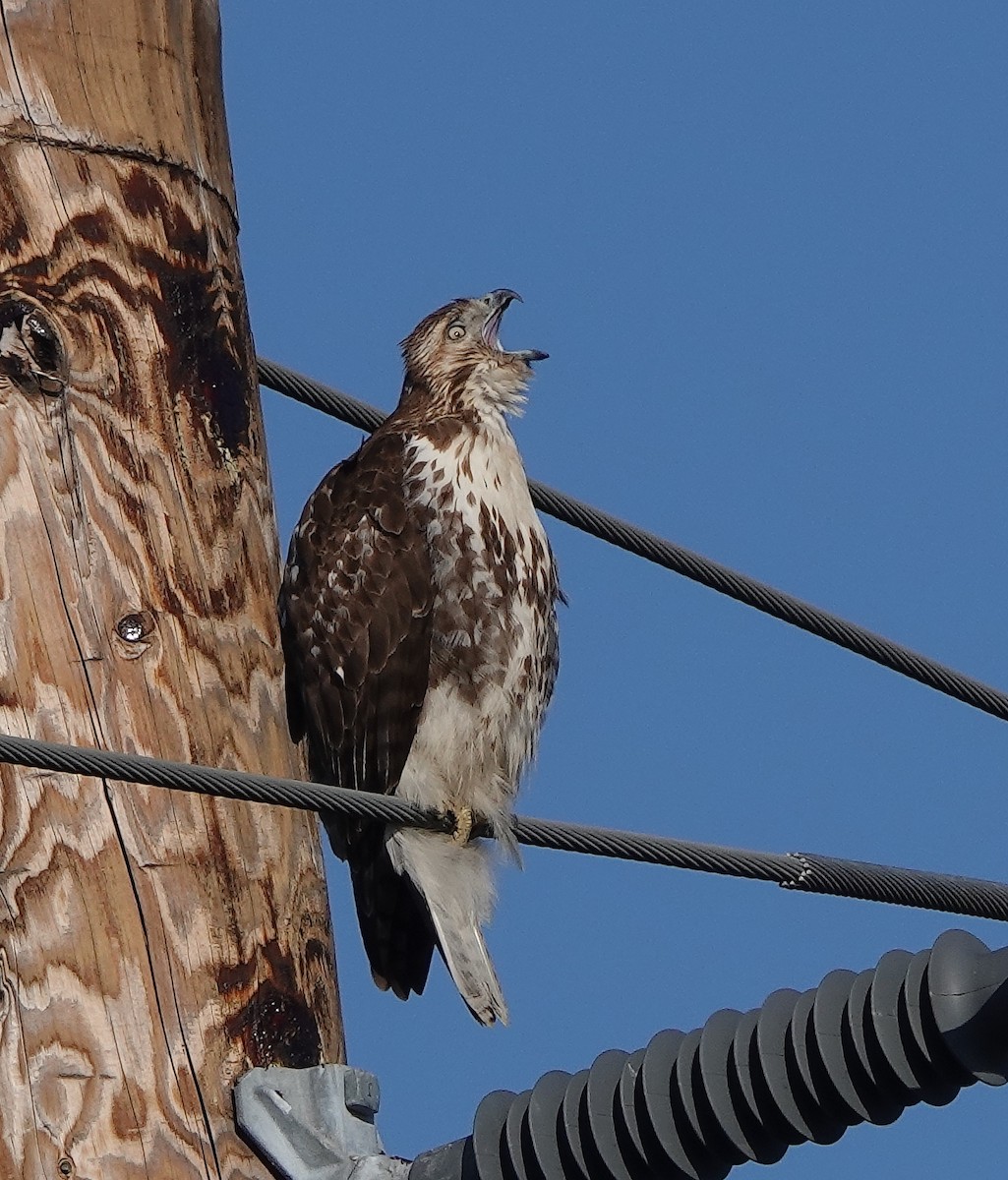 Red-tailed Hawk - Mark S. Garland