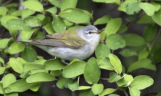  - Tennessee Warbler