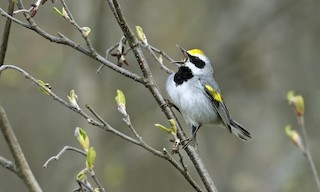  - Golden-winged Warbler