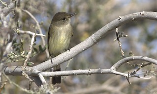  - Willow Flycatcher