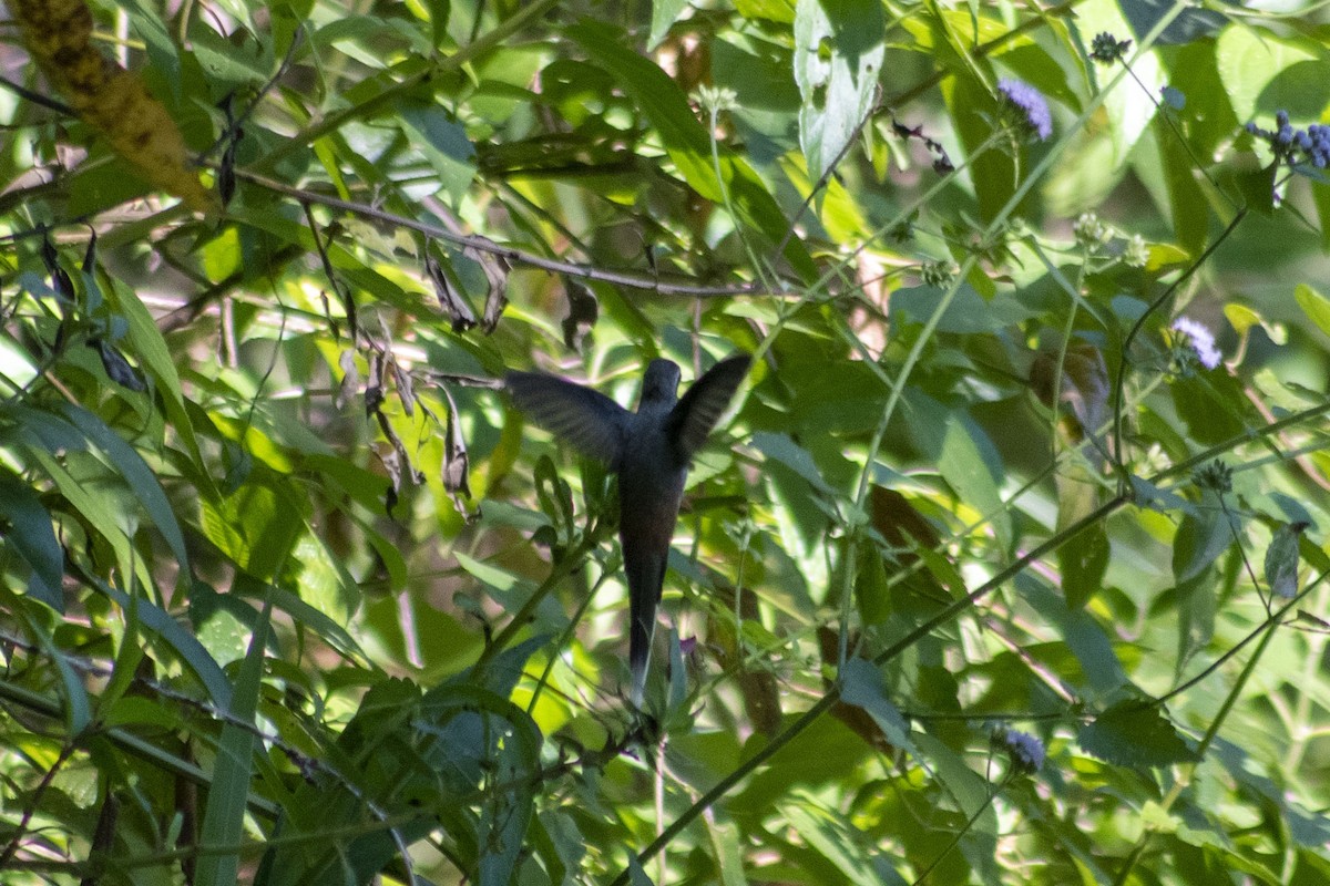 kolibřík šedobřichý - ML299734741