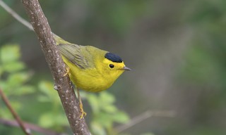  - Wilson's Warbler