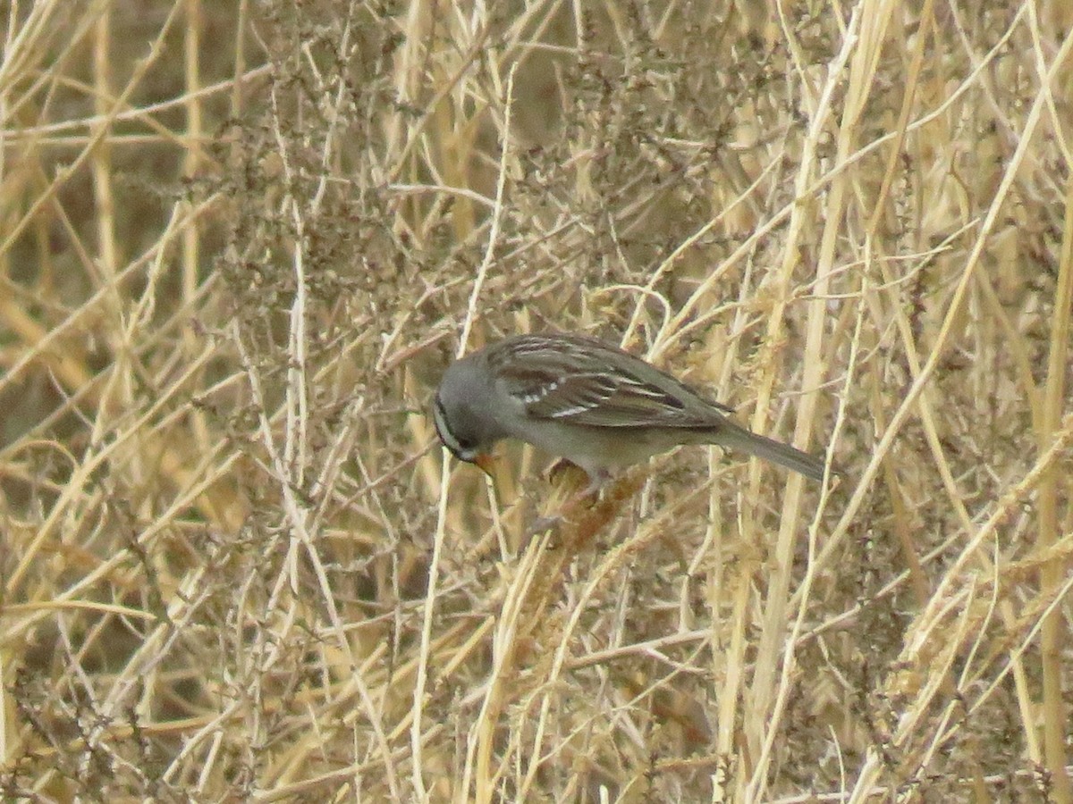 White-crowned Sparrow - ML299735111