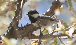  - Mexican Chickadee