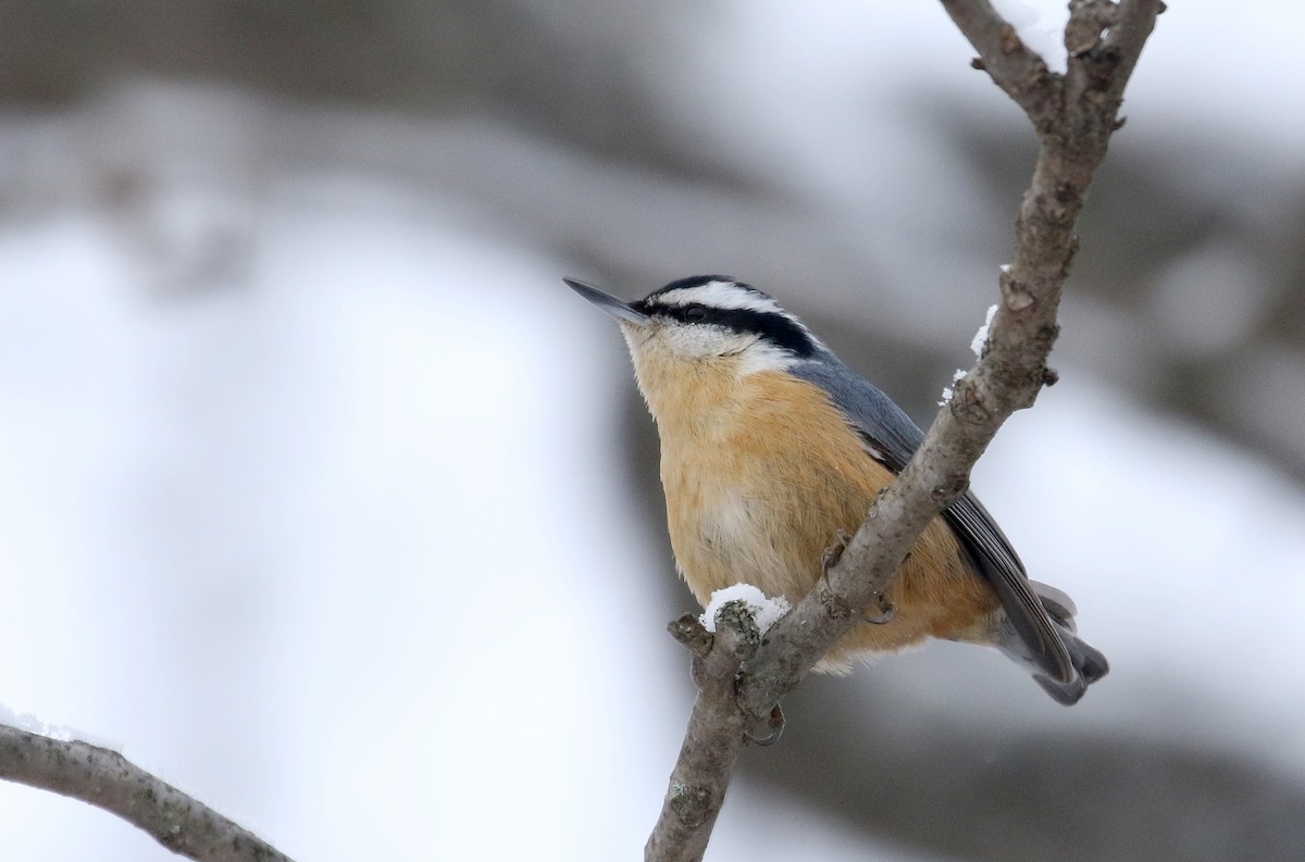Red-breasted Nuthatch - ML299735291