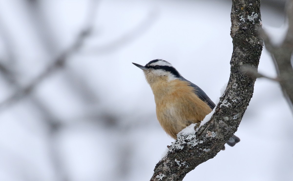 Red-breasted Nuthatch - ML299735301