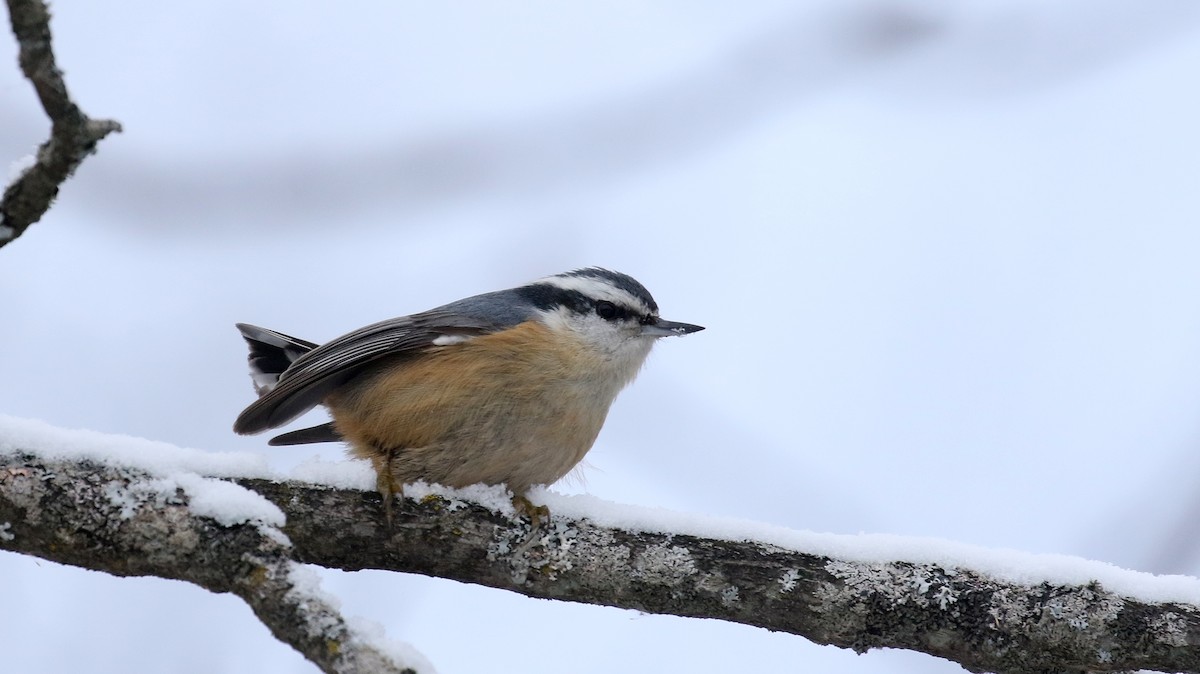 Red-breasted Nuthatch - ML299735341