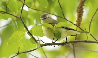  - Philadelphia Vireo