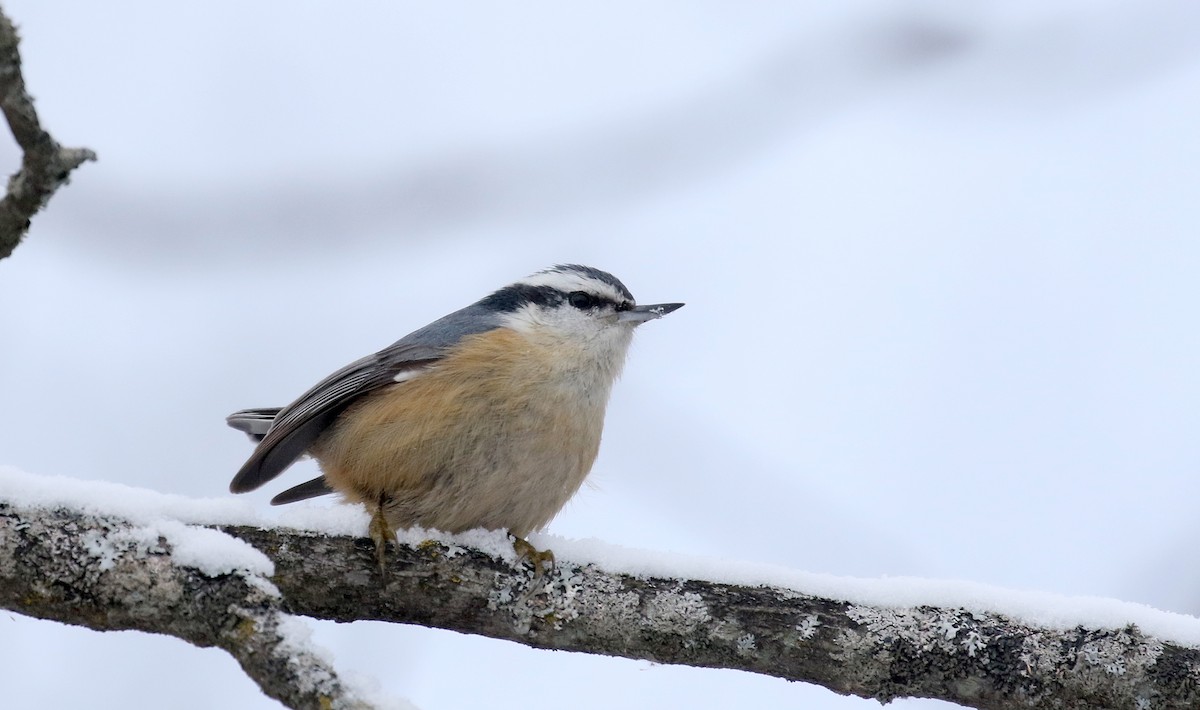 Red-breasted Nuthatch - ML299735441