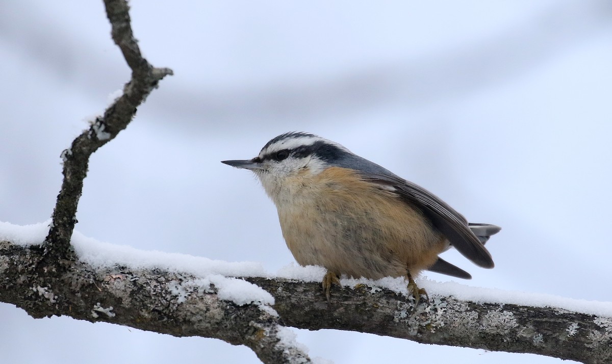 Red-breasted Nuthatch - ML299735451