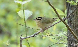  - Worm-eating Warbler