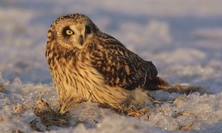  - Short-eared Owl